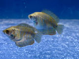 Dwarf Gourami