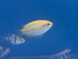 Dwarf Honey Yellow Gourami