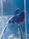 Halfmoon Patriot Betta, Male