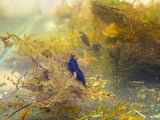 Neocaridina Davidi Shrimp