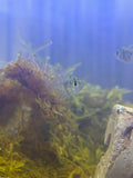 Indian Glass Fish