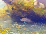 Scarlet Badis