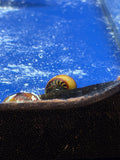 Nerite Snail