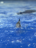 Panda Corydoras
