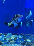 Black Saddled Toby (Valentini) Puffer
