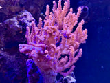 Purple Kenya Tree Leather Coral