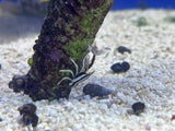 Crinoid Squat Lobster (Allogalathea elegans)