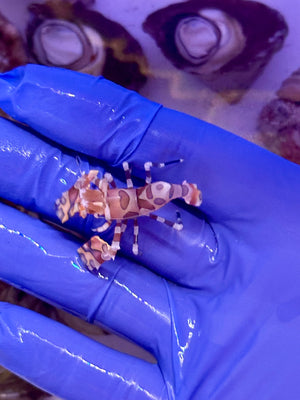 Harlequin Shrimp