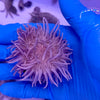 Blue Long Tentacle Anemone