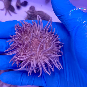 Blue Long Tentacle Anemone