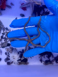 Brittle Sea Star