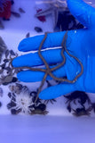 Olive Brittle Star