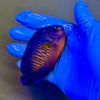 Coral Beauty Angelfish