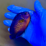 Coral Beauty Angelfish