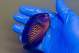 Coral Beauty Angelfish