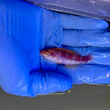 Lubbock’s Fairy Wrasse