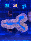 Red Lobophyllia Colony