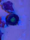 Blue Green Scolymia