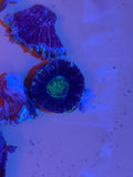 Blue Green Scolymia