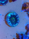 Blue Green Scolymia