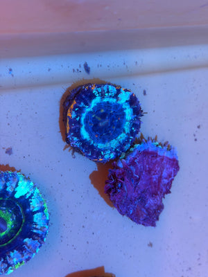 Blue Green Scolymia