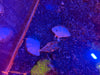 Derasa Clam