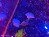 Derasa Clam