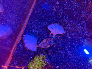 Derasa Clam