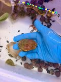 Flame Scallop