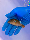 Blue Dot Toby Pufferfish