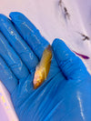 Saltwater Sailfin Molly, Male