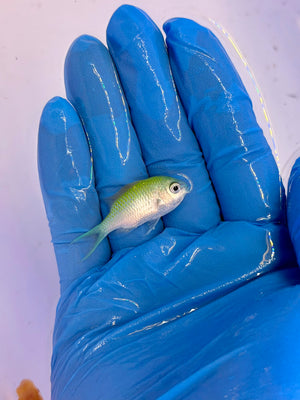 Blue Green Chromis