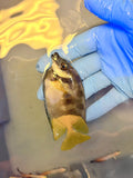 Bicolor Foxface Rabbitfish