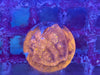 Orange Elephant Skin