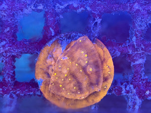 Orange Elephant Skin