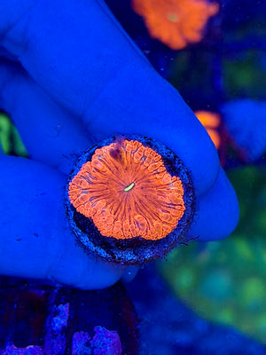 Red Blastomussa