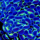 Blue Tip Green Hammer