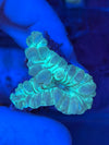 Fox Coral