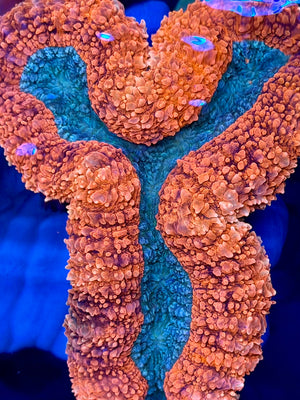 Red Lobophyllia Colony