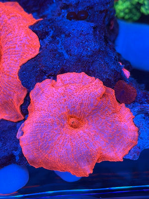 Large Multicolor Ricordea Yuma Mushroom