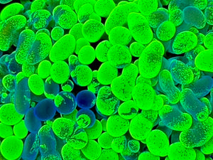 Bicolor Euphyllia Cristata