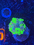 Bicolor Euphyllia Cristata