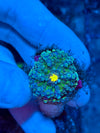 Multicolor Yuma Mushroom