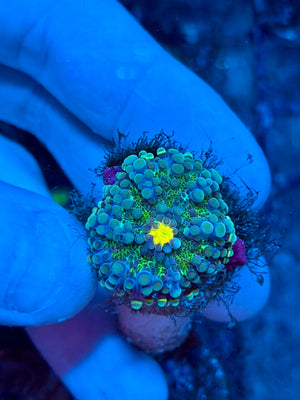 Multicolor Yuma Mushroom
