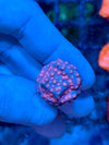 Pinky and the Brain Cyphastrea