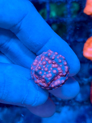 Pinky and the Brain Cyphastrea
