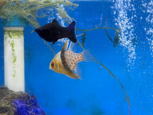 Saltwater Sailfin Molly, Male