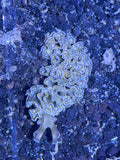 Lettuce Nudibranch