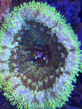 Mini-Maxi Carpet Anemone