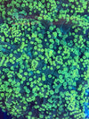 Neon Green Octospawn